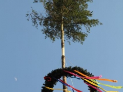 Maibaum_12_142